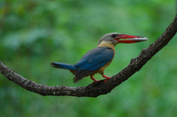 istock Stork-billed Kingfisher bird perching on the branch 1169484796