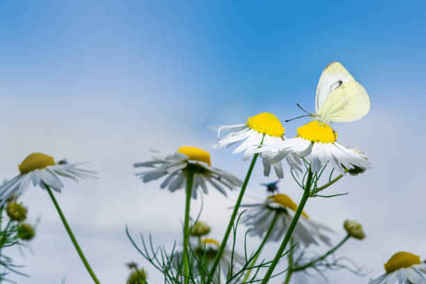 istock Field flower, medicinal plant chamomile close-up, 1169485568