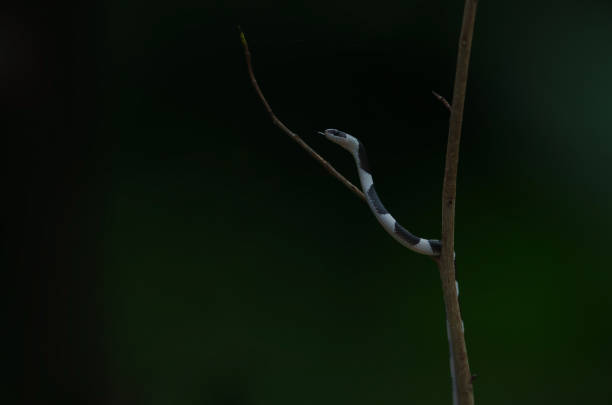 istock Common Bridle Wolf Snake on tree in nature 1169485599