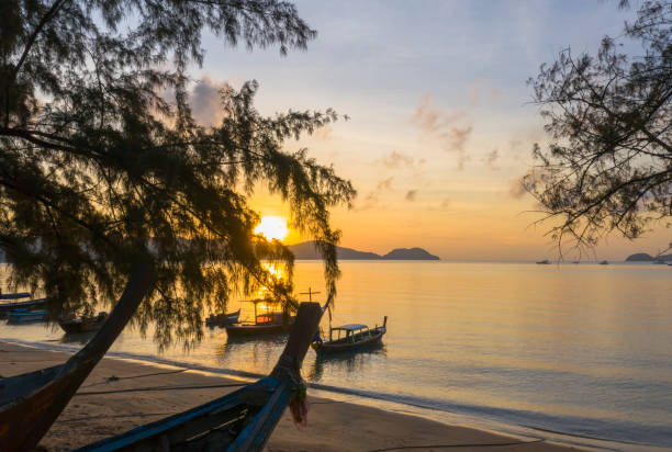 istock sunrise through to the pine tree 1169485887