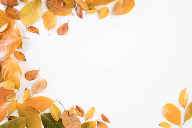 istock Autumn composition. autumn leaves on white background. Flat lay, top view copy space. 1169486888