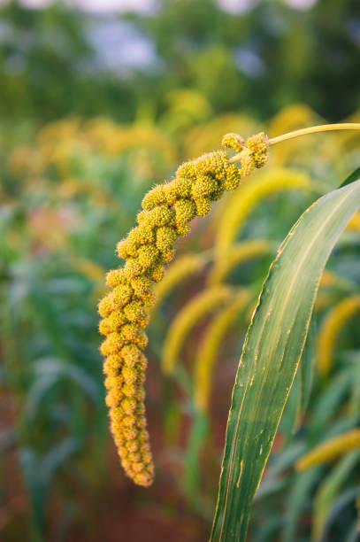 istock Millet about to ripen 1169487775