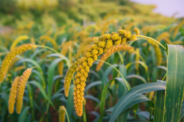 Millet about to ripen stock photo