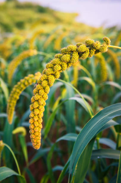 istock Millet about to ripen 1169487801