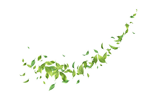 Vector leaf whirling in the wind. Green leaves in motion on a white background