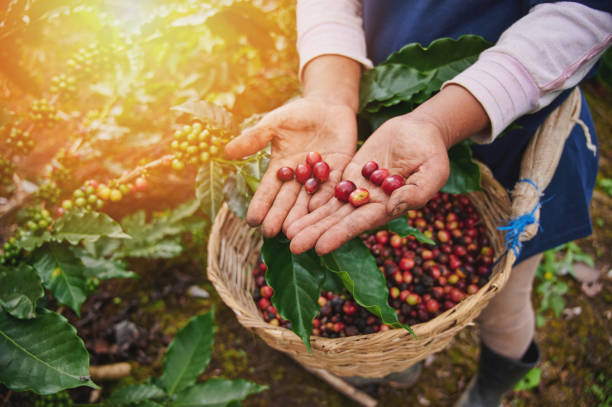 istock Red coffee beans in farmer hand 1169490880