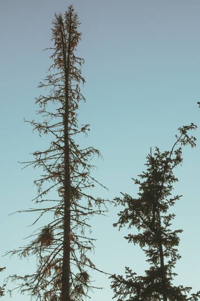 istock Two trees with the blue sky in the background 1169494950
