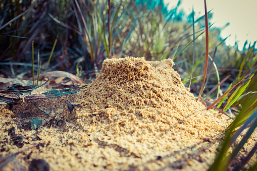 Extreme closeup anthill in Australia with shallow focus