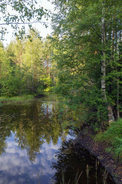 istock lake in the forest 1169496124