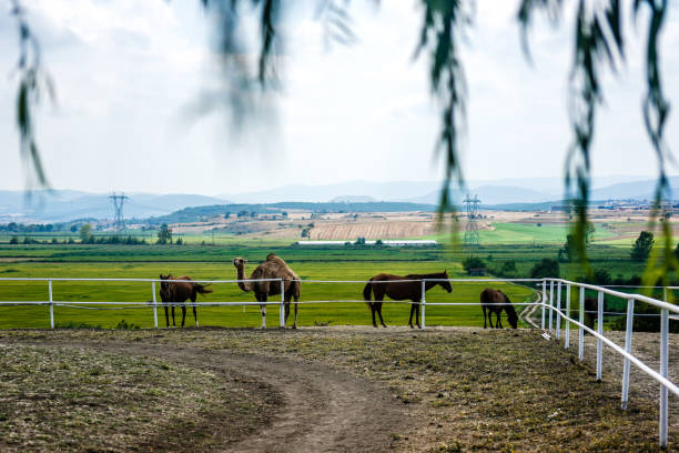 Horses in the field