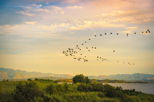 A flock of birds flying on the lake of Wetland Park