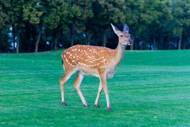 istock sika deer stands in a beautiful clearing 1169499371