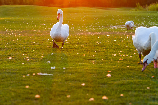 swans walking on a beautiful lawn at sunset, breath of autumn