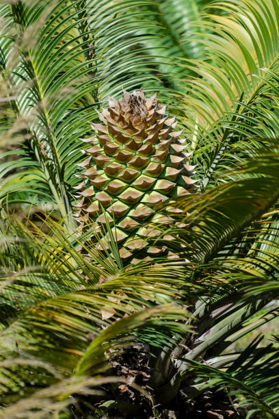 cone and leaves of the cycad Lepidozamia peroffskyana Cone and leaves of the cycad Lepidozamia peroffskyana. lepidozamia stock pictures, royalty-free photos & images
