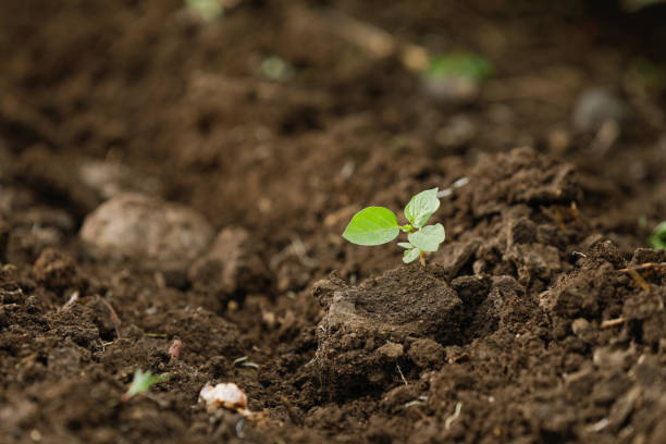 istock Green small plant In farm 1169499735