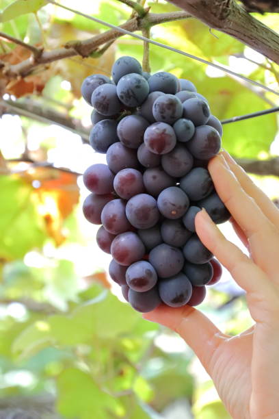 istock Vineyard in Japan 1169500486