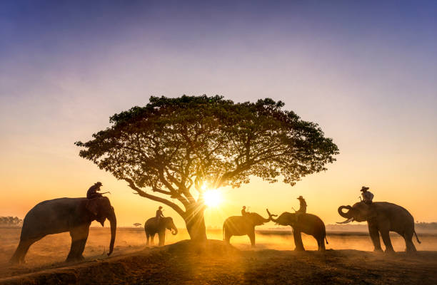 istock Elephant trainer and Five mahout with three elephants walking to a tree during a sunrise silhouette. vintage style. The activities at Krapho, Tha Tum District, Surin, Thailand. 1169503042