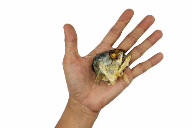 istock Fried Mackerel head in mail hand isolated on white background High resolution image gallery. 1169503394