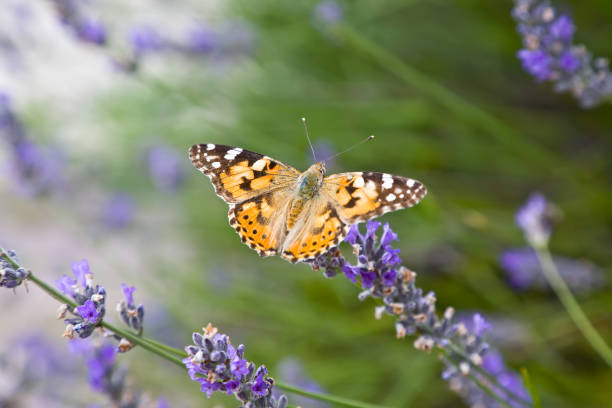 istock Lavender bushes with butterfly 1169505790