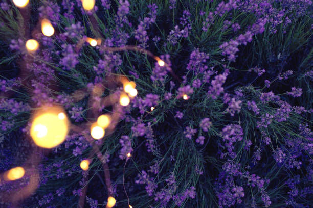 istock Lavender background with golden bokeh circles. 1169511791