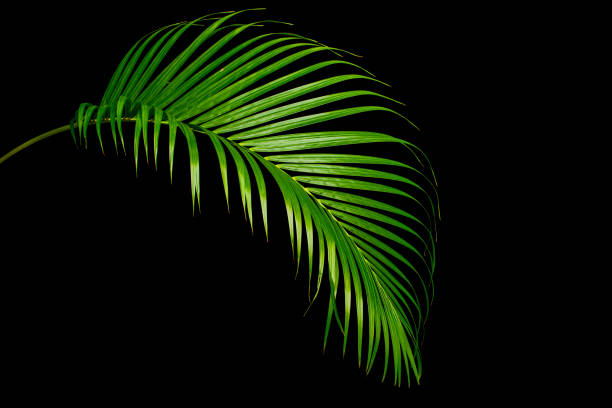 Tropical Palm leaves with clipping path beautiful studio shooting tropical leaves trachycarpus photos stock pictures, royalty-free photos & images
