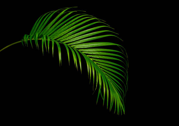 Tropical Palm leaves with clipping path beautiful studio shooting tropical leaves trachycarpus photos stock pictures, royalty-free photos & images