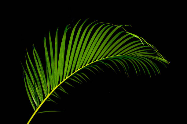 Tropical Palm leaves with clipping path