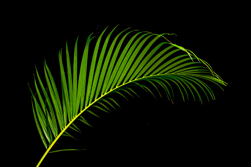 beautiful studio shooting tropical leaves