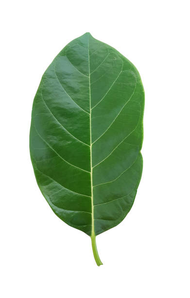 istock Jackfruit leaves isolated with clipping path on white background 1169516325
