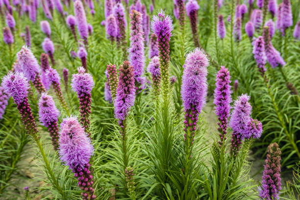 purple flowering liatris spicata plants from close - 5461 imagens e fotografias de stock