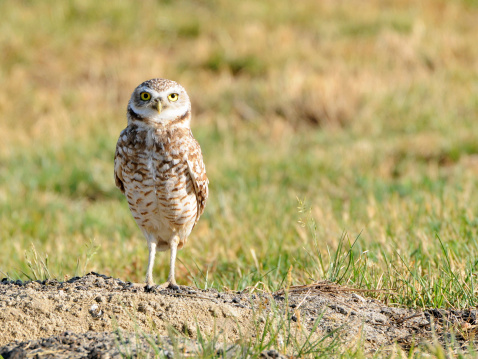Western burrowing owl, 