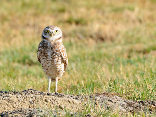 burrowing owl,  Athene cunicularia, standing next to borrow Western burrowing owl,  burrowing owl stock pictures, royalty-free photos & images