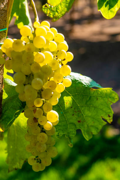istock Vineyard with growing white wine grapes in Lazio, Italy 1169517362