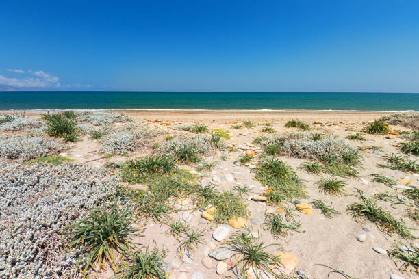 istock Blossom flowers at Maleme beach on Crete 1169519077
