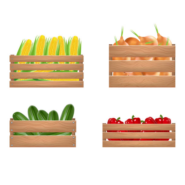 Realistic Detailed 3d Vegetables Wooden Box Set. Vector Realistic Detailed 3d Vegetables Wooden Box Set Include of Agriculture Harvest, Fresh Organic Natural Vegetable. Vector illustration wood box stock illustrations
