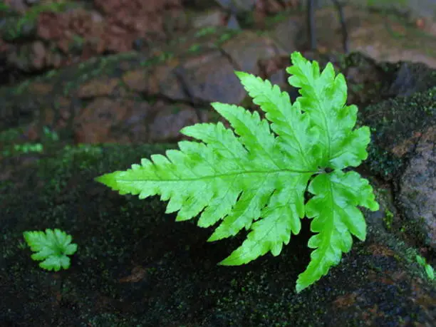 Photo of Osmunda cinnamomea - Fern