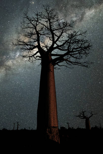 istock Milky Way at Avenue of the Baobabs 1169519789