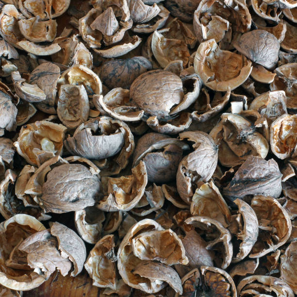 conchas de nuez. fondo - walnut pod nutshell cross section fotografías e imágenes de stock