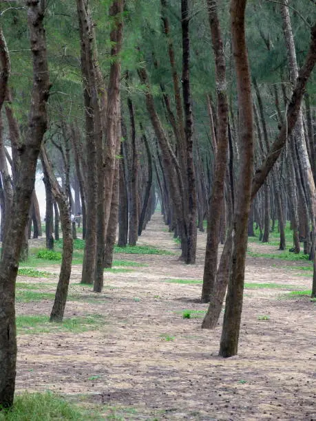 Photo of Row of trees, Kappad beach, Kerala, India