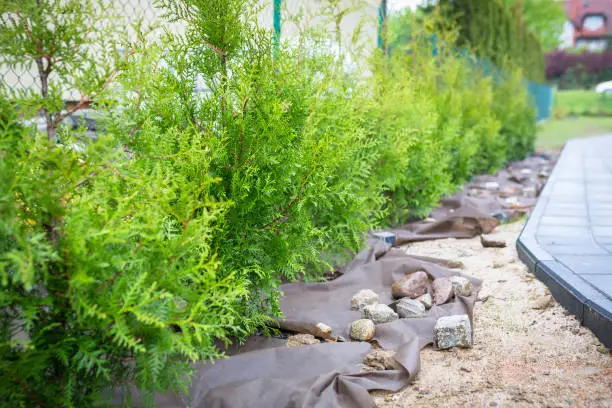 Garden with thujas planted at the fence