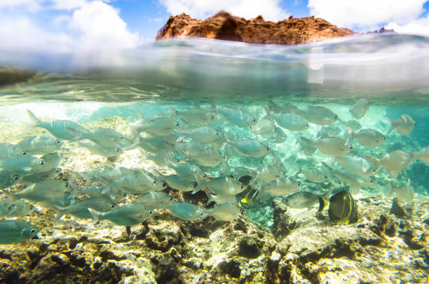istock Hawaiian Flagtails 1169521172