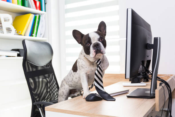 istock French bulldog works on the computer 1169521278