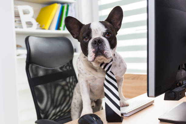 istock French bulldog works on the computer 1169521279
