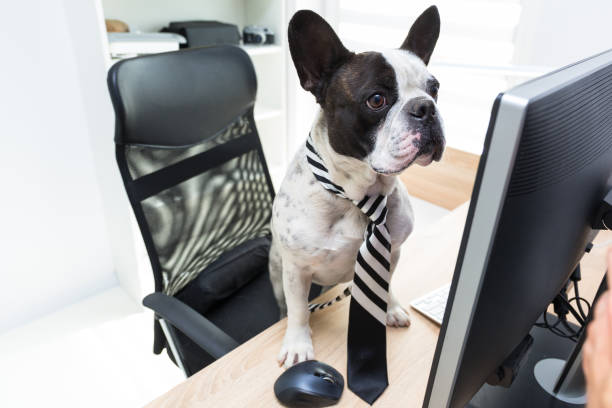 istock French bulldog works on the computer 1169521282
