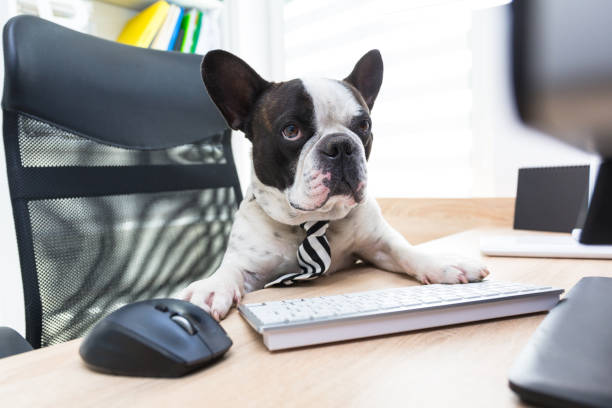 istock French bulldog works on the computer 1169521288