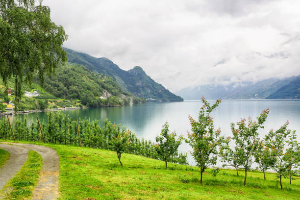 istock Soerfjord in Lofthus 1169521334