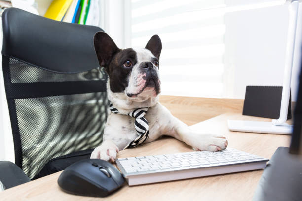 istock French bulldog works on the computer 1169521380