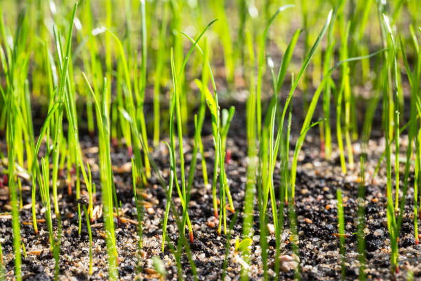 istock Grass seeds begin to grow on the soil 1169521381