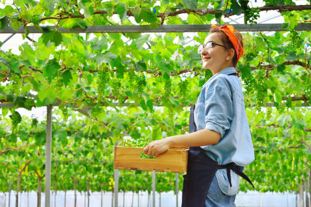 istock One Woman Working at Vineyards Garden 1169521435