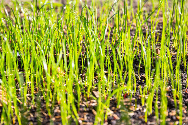 istock Grass seeds begin to grow on the soil 1169521491